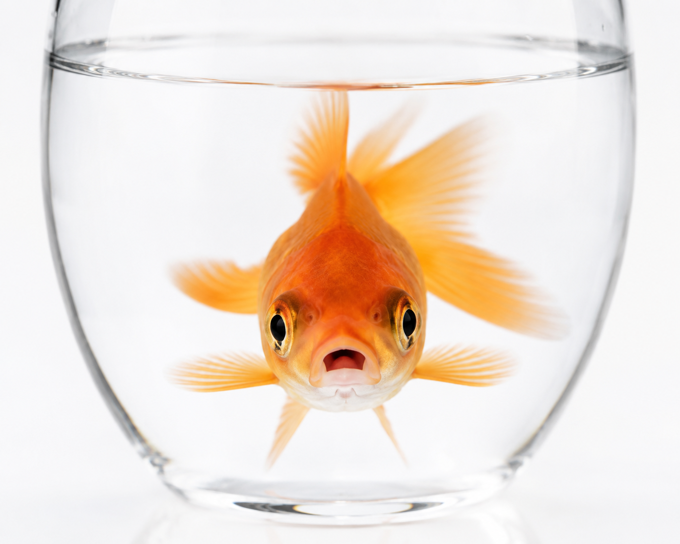 Ein neugieriger orangefarbener Goldfisch in einem glasklaren Wasserglas vor einem weißen Studiohintergrund